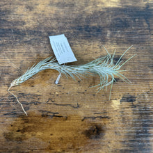 Load image into Gallery viewer, Tillandsia air plant with silvery-green wispy leaves and identification tag on wooden surface