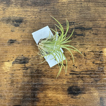 Load image into Gallery viewer, Small air plant with thin green leaves attached to white card on wooden surface