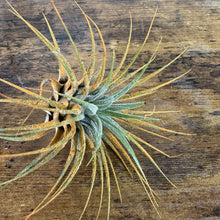 Load image into Gallery viewer, Air Plant