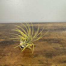 Load image into Gallery viewer, Air Plant