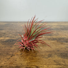 Load image into Gallery viewer, Air Plant