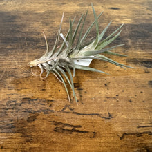 Load image into Gallery viewer, Three air plants with silvery-green spiky leaves displayed on rustic wooden surface