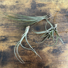 Load image into Gallery viewer, Air Plant