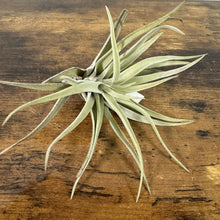 Load image into Gallery viewer, Tillandsia air plant with silvery-green curved leaves displayed on rustic wooden surface