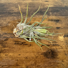 Load image into Gallery viewer, Silvery-green air plant with long curved leaves on wooden surface