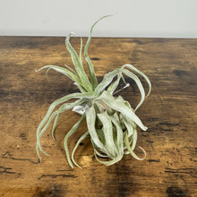 Load image into Gallery viewer, Silvery-green air plant with curly ribbon-like leaves displayed on rustic wooden surface