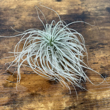 Load image into Gallery viewer, Silver-green air plant with long curly tendrils on wooden surface