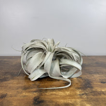 Load image into Gallery viewer, Air Plant