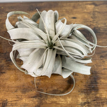 Load image into Gallery viewer, Air Plant