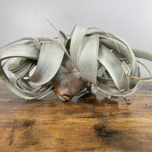 Load image into Gallery viewer, Air Plant