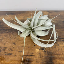 Load image into Gallery viewer, Tillandsia air plant with silvery-green curved leaves on wooden surface