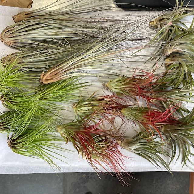 colourful air plants Air Plant by Tropicals & Houseplants