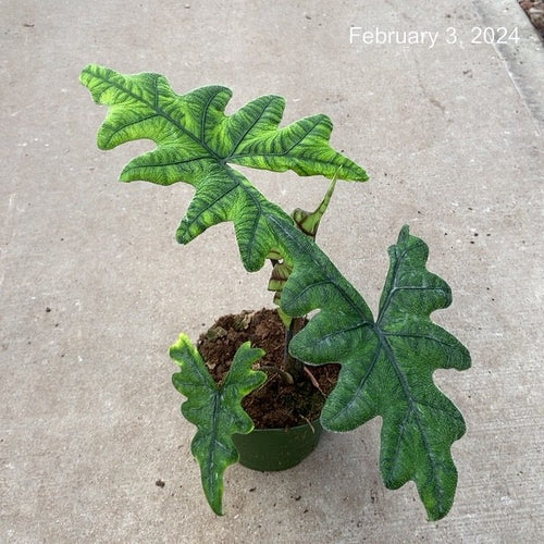 Alocasia 'Jacklyn'