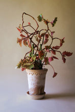 Load image into Gallery viewer, Terracotta planter pot with decorative rim holding autumn vine with colorful leaves