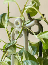 Load image into Gallery viewer, White ceramic plant support stakes with curved hooks holding up green vining plant stems