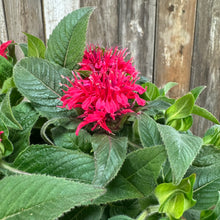 Load image into Gallery viewer, #1 Bee Balm Sugar Buzz Cherry Pops