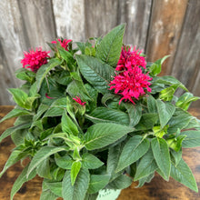 Load image into Gallery viewer, #1 Bee Balm Sugar Buzz Cherry Pops
