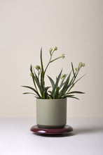 Load image into Gallery viewer, Green ceramic Lily planter by Bergs Potter with flowering succulent on wooden base