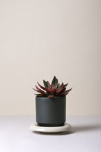 Load image into Gallery viewer, Dark ceramic planter with colorful succulent plant on white saucer against neutral background