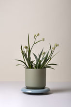 Load image into Gallery viewer, Spider plant with white flowers in sage green ceramic pot on blue saucer