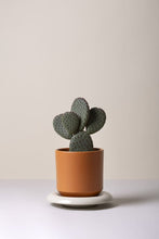 Load image into Gallery viewer, Terracotta Lily pot by Bergs Potter with prickly pear cactus on white saucer