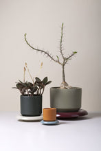 Load image into Gallery viewer, Modern ceramic planters in sage green and charcoal with plants on colored saucers