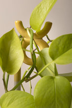 Load image into Gallery viewer, Green vanilla orchid plant with yellow curved flowers and broad leaves against white background