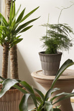 Load image into Gallery viewer, Atlas ceramic plant pot by Bergs Potter with ridged texture holding delicate fern plant