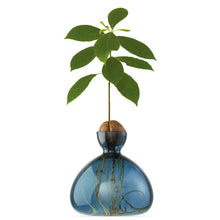 Load image into Gallery viewer, Blue glass avocado growing vase with sprouted avocado pit and green leaves