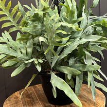 Load image into Gallery viewer, Phlebodium &#39;Blue Star Fern&#39;