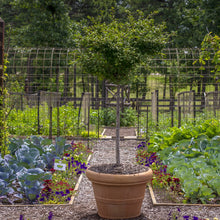 Load image into Gallery viewer, Terra cotta rolled rim planter in community garden with small tree and vegetable beds