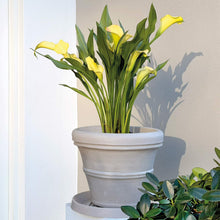 Load image into Gallery viewer, White ceramic rolled rim planter with yellow calla lilies and matching saucer displayed indoors