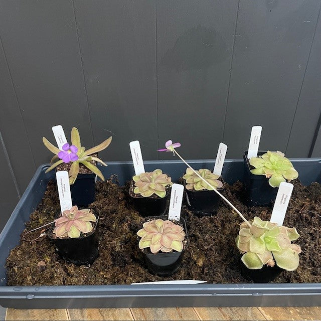 Pinguicula Butterwort: Vibrant Carnivorous Plants – Wasson Nursery