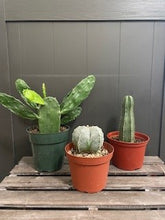 Load image into Gallery viewer, Cactus Assorted
