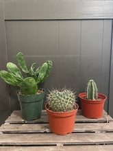 Load image into Gallery viewer, Cactus Assorted