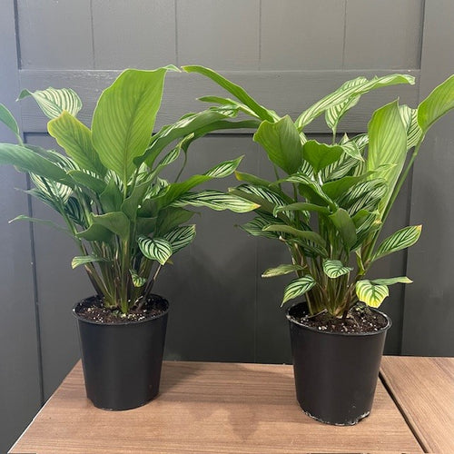 Calathea 'Vittata'
