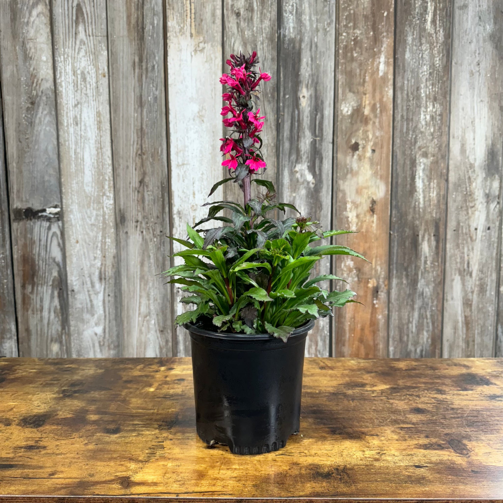 Load image into Gallery viewer, Cardinal Flower Starship Deep Rose