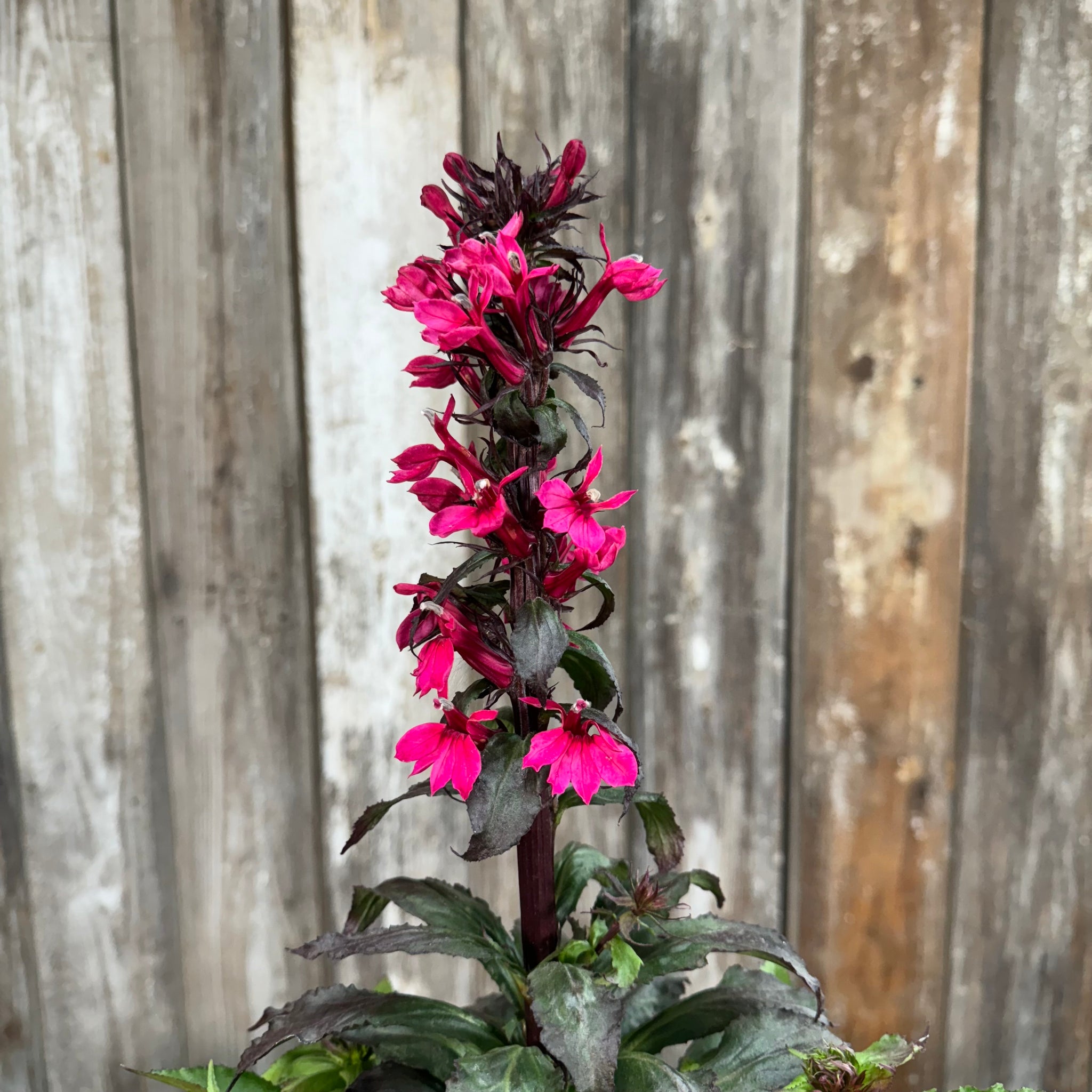 Load image into Gallery viewer, Cardinal Flower Starship Deep Rose