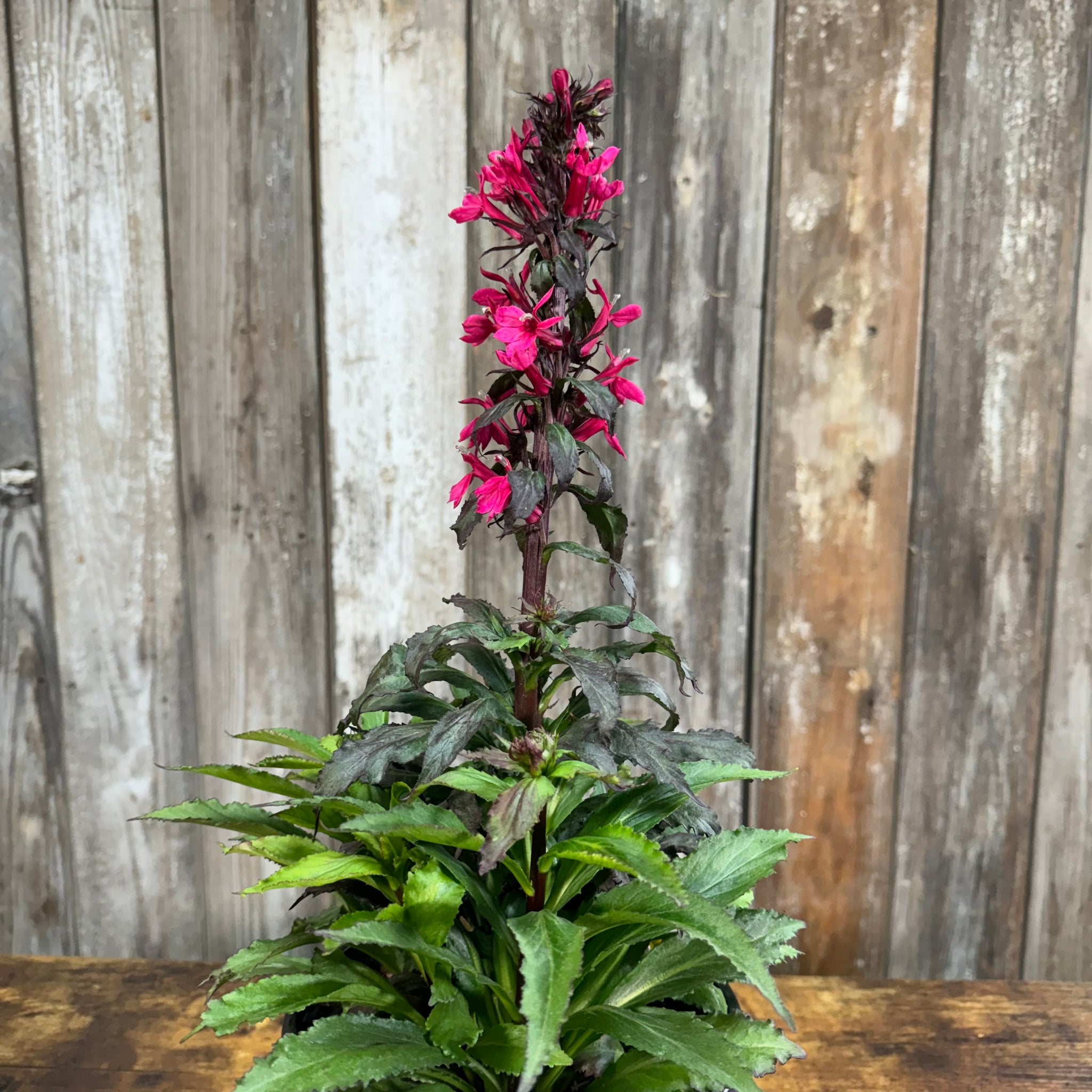 Load image into Gallery viewer, Cardinal Flower Starship Deep Rose