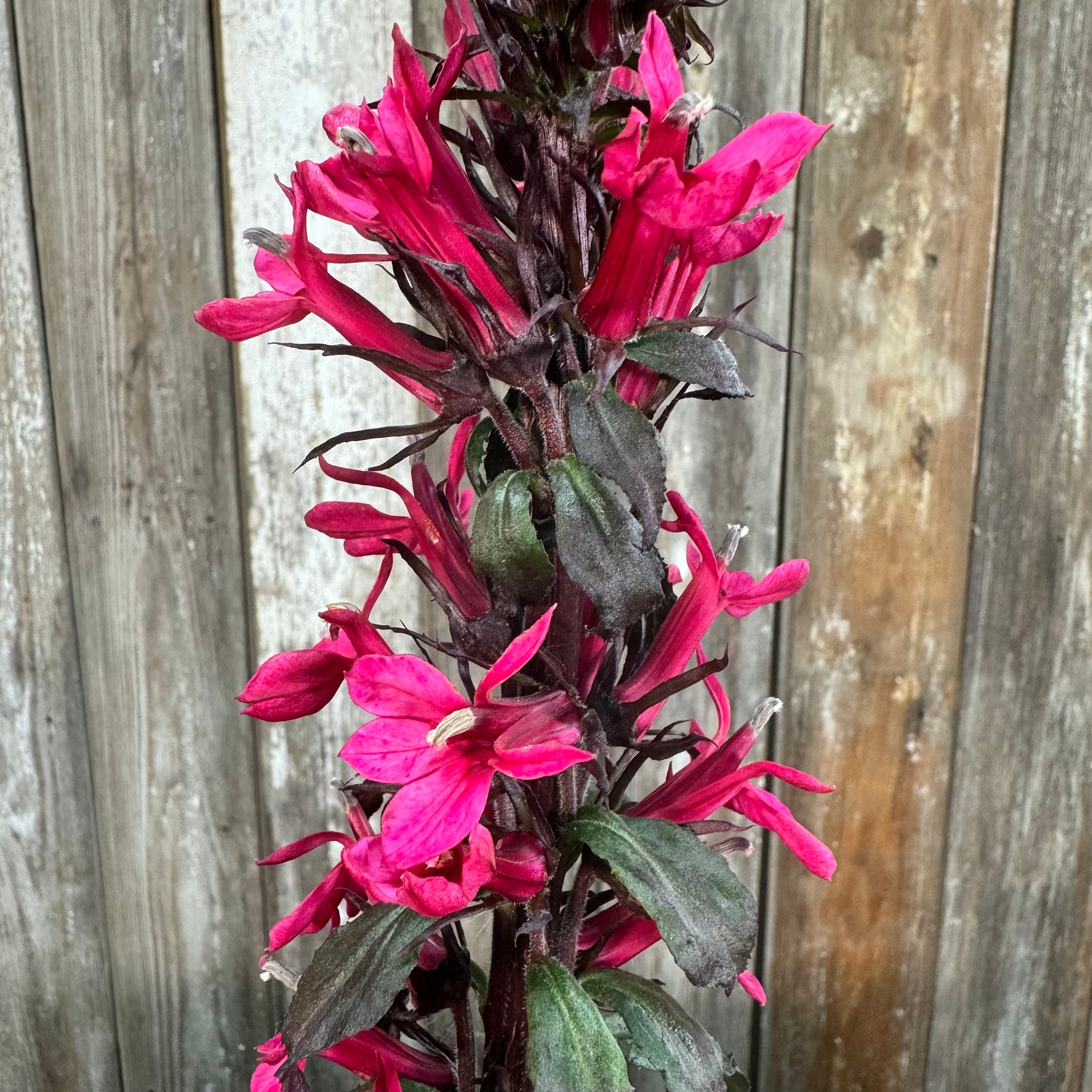 Load image into Gallery viewer, Cardinal Flower Starship Deep Rose
