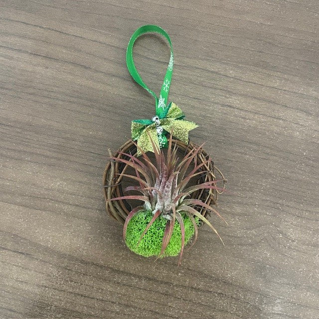 air plant christmas ornament 3