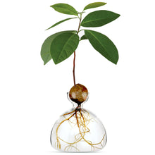 Load image into Gallery viewer, Clear glass avocado vase with sprouted avocado pit growing green leaves and visible roots