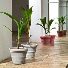 Load image into Gallery viewer, Brunello rolled rim planters in white and terracotta colors with tropical plants on stone patio