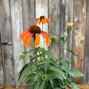 #1 Coneflower Butterfly Julia