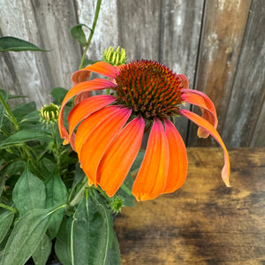 #1 Coneflower Butterfly Julia