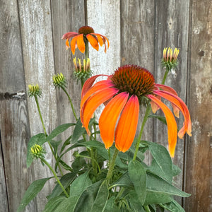 #1 Coneflower Butterfly Julia