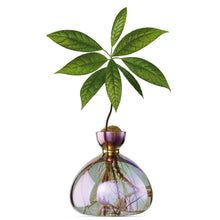 Load image into Gallery viewer, Iridescent glass avocado vase with sprouted avocado plant showing visible roots and green palmate leaves