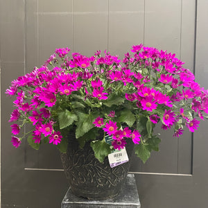 Annual Planter Mono
