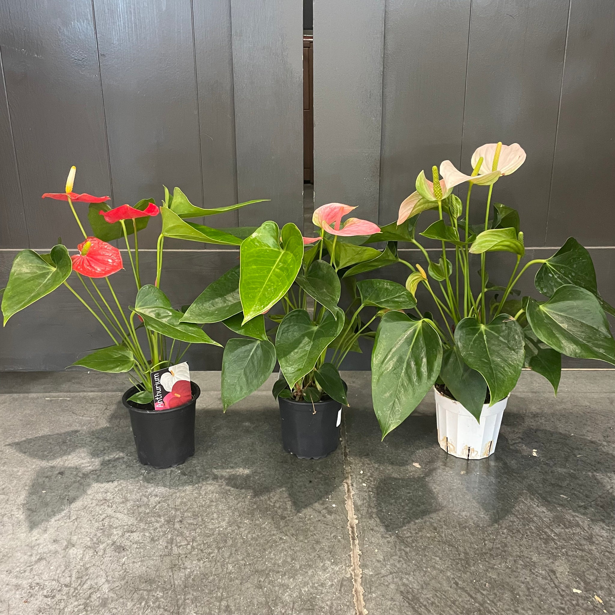 potted anthurium plants Anthurium Assorted