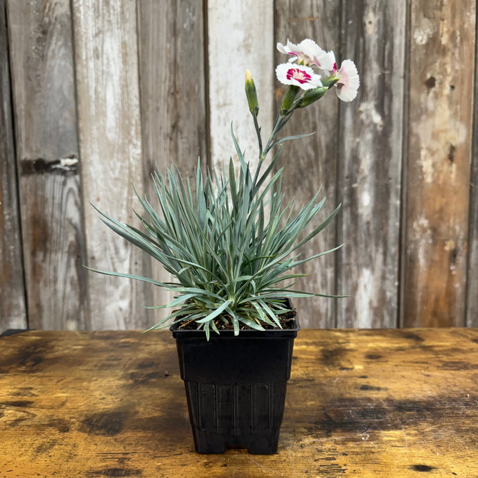 Quart Dianthus American Pie Berry a la Mode